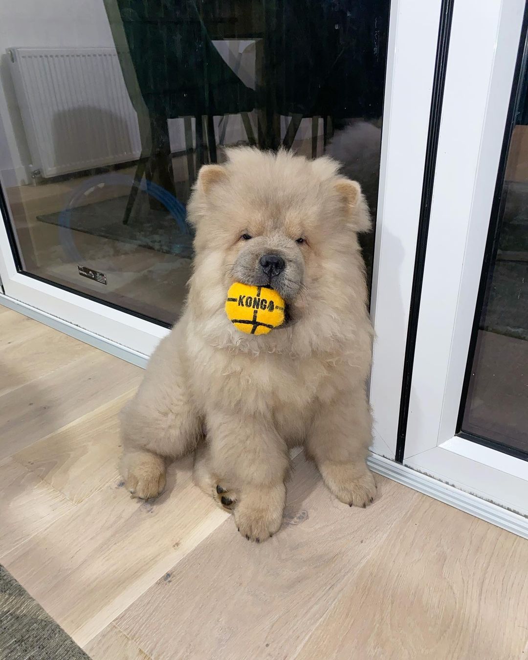 Chow-Chow Welpe bereit für ein neues Zuhause